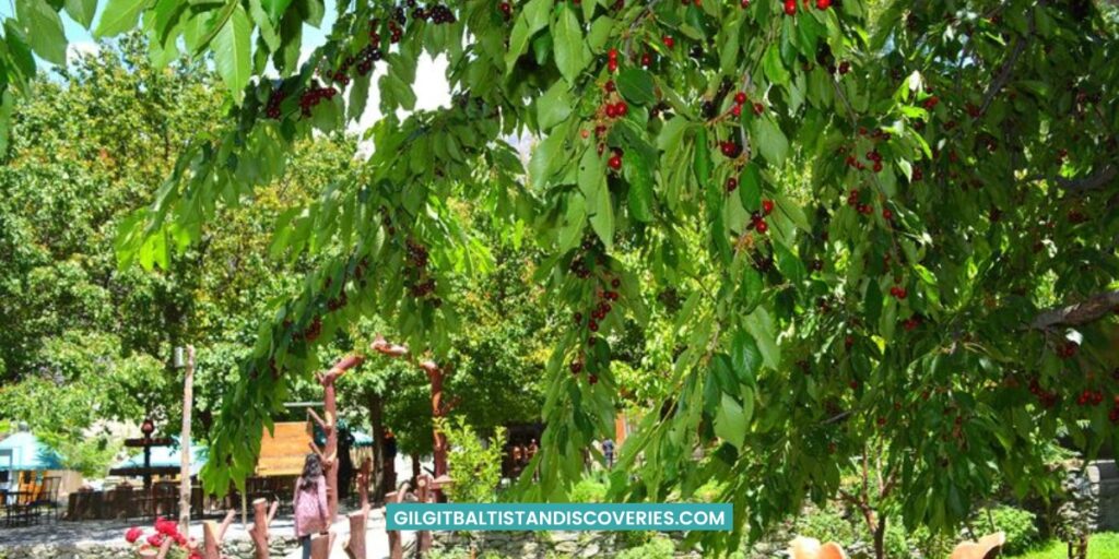 Hunza Nagar Cherries Gilgit Baltistan