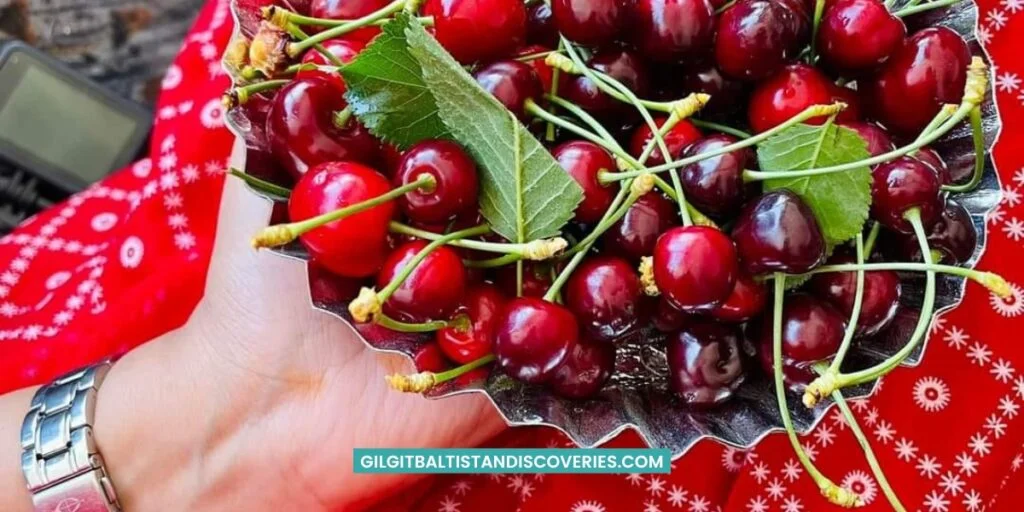 Ideal Growing Conditions for Gilgit Baltistan Cherries