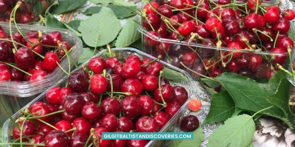 Hunza Nagar Cherries | Gilgit-Baltistan