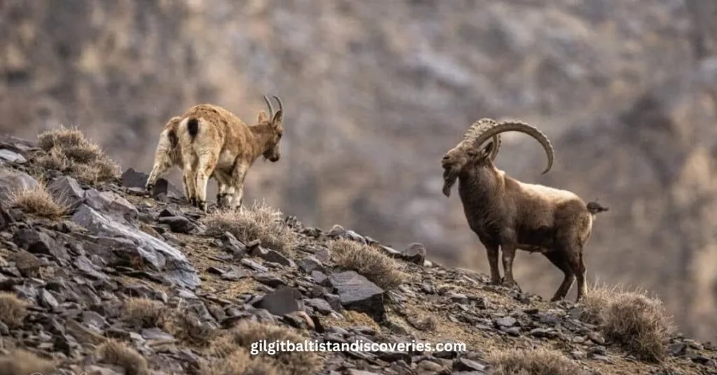 Gilgit Baltistan Animals -A Journey Through Nature