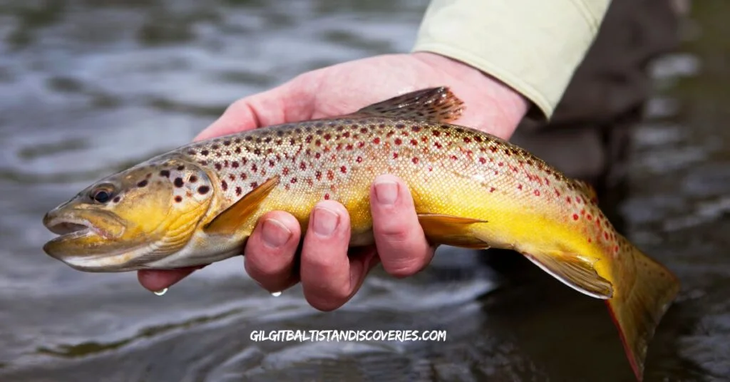 brown trout
