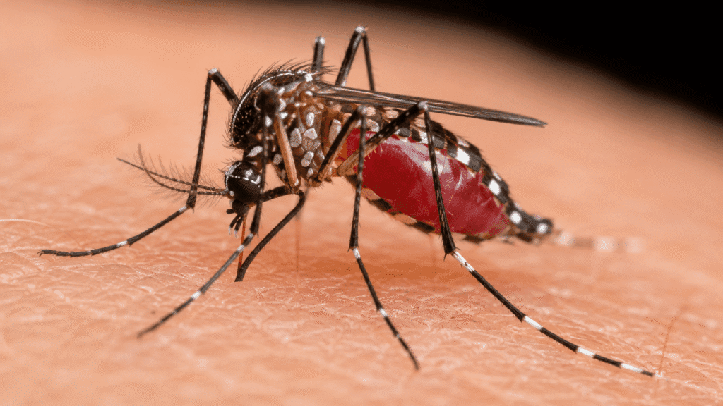 Mosquitoes and Mosquito-Borne Diseases