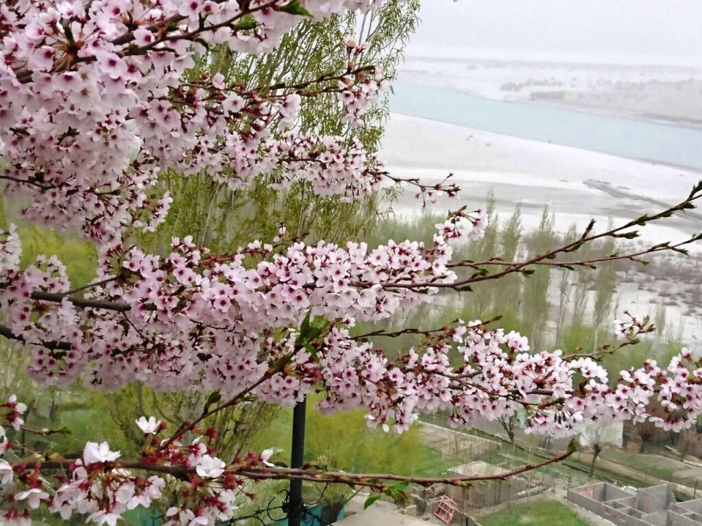 Apricot blossom over the Skardu Valley
