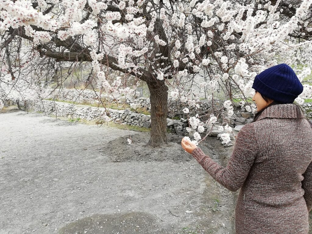 Apricot blossom in Hunza Valley, Gilgit-Baltistan.