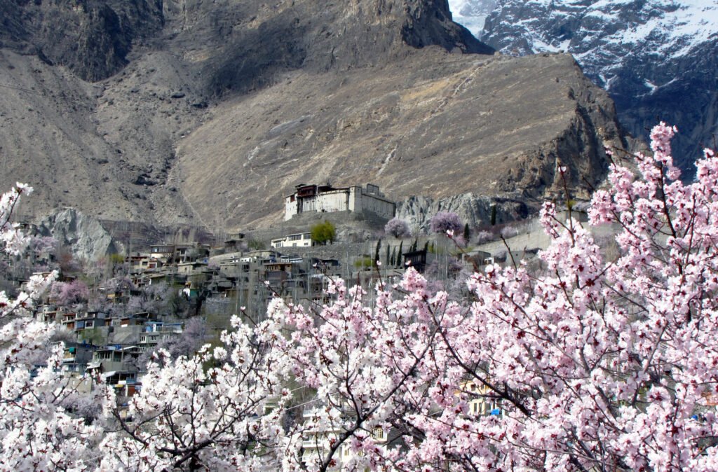 Blossom trees in bloom with Baltit Fort above Karimabad, Hunza
