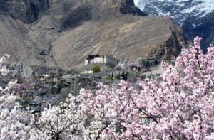 Blossom trees in bloom with Baltit Fort above Karimabad, Hunza