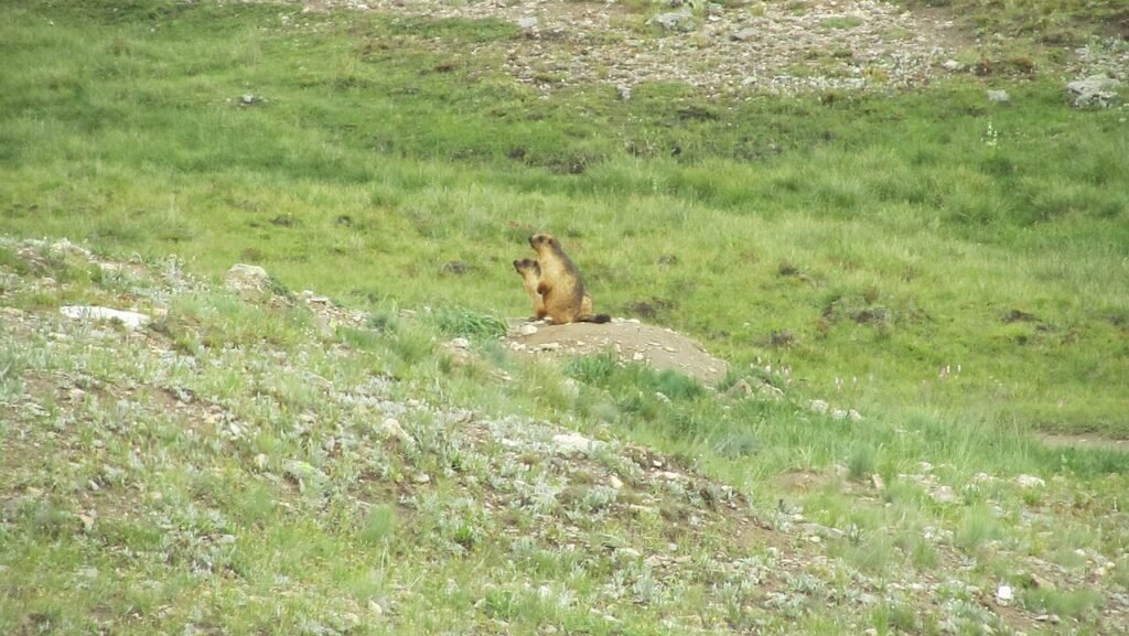 Golden marmots standing upright on a Deosai meadow