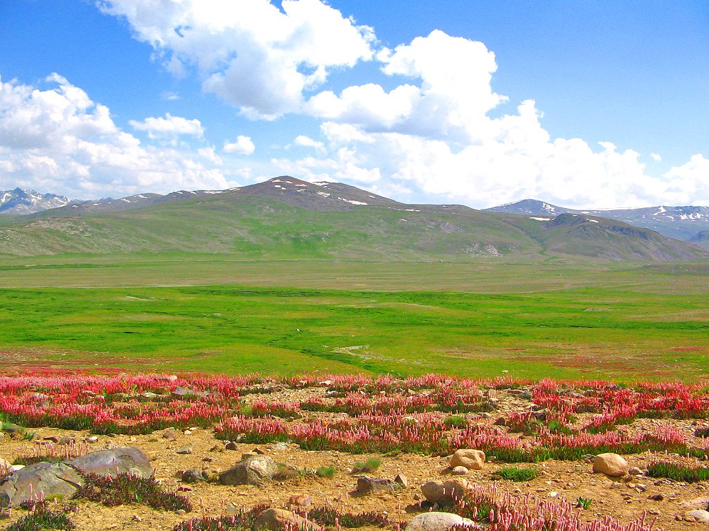 Deosai National Park plateau stretching to the horizon at 4,114 metres, Gilgit-Baltistan