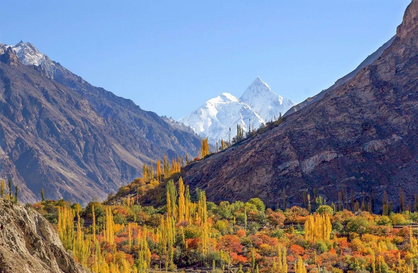 Golden poplar trees in peak autumn colour in Hunza Valley, Pakistan, during October, the best month to visit Hunza for fall foliage