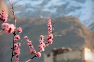 Apricot and cherry blossom below Baltit Fort in Karimabad, Hunza Valley in spring — the best time to visit Hunza Valley for blossom season