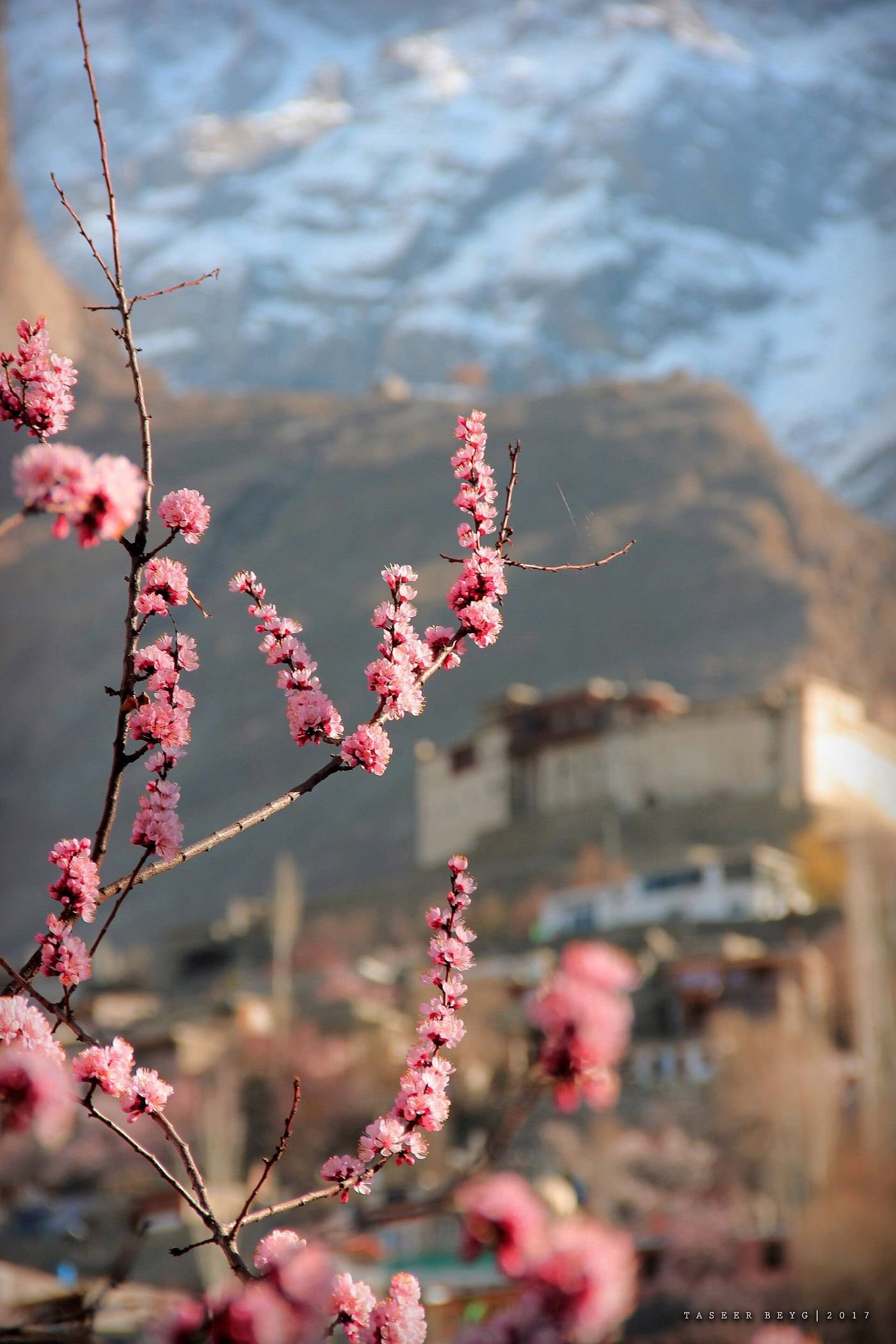 Apricot and cherry blossom covering terraced fields below Baltit Fort in Karimabad in spring, one of the best times to visit Hunza Valley