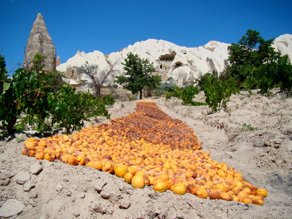 Apricots spread out to dry in the sun near Göreme, Cappadocia