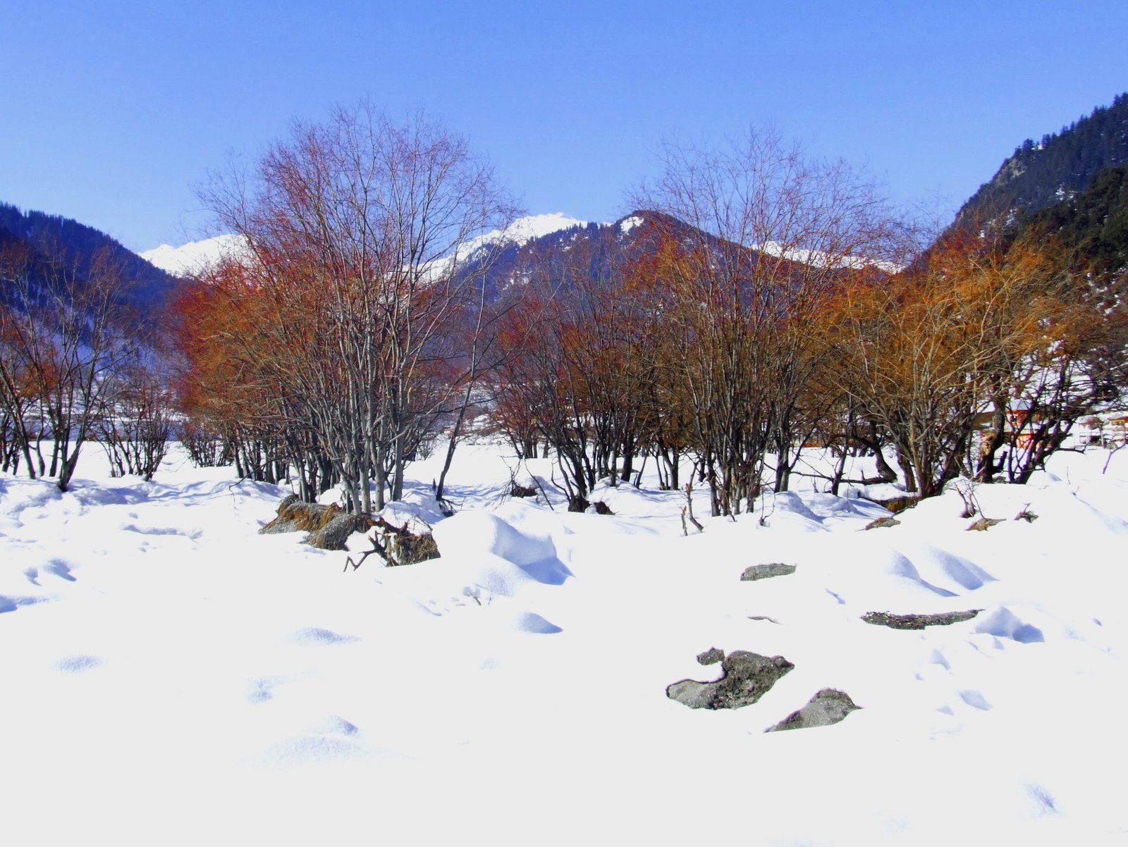 Snow-covered ground beneath bare trees near Gilgit