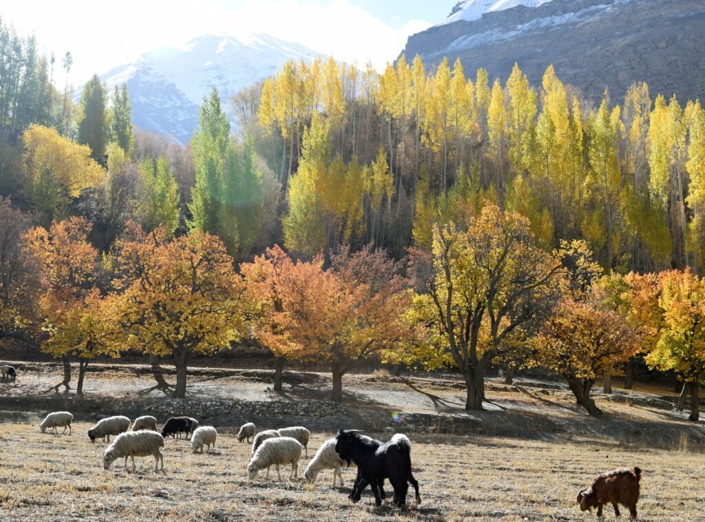 Autumn colours over terraced fields in Shimshal village, Hunza