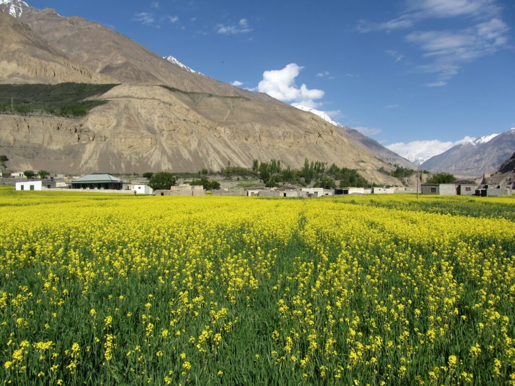Flowering fields and village houses in Shimshal Valley, Upper Hunza
