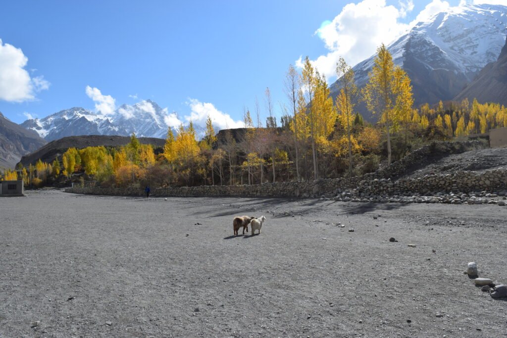 Terraced fields and stone houses of Shimshal village beneath Karakoram peaks