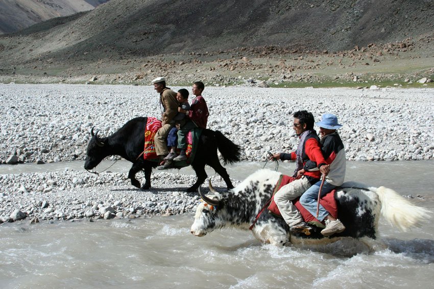 Yaks carrying riders across a river at Shimshal Pass