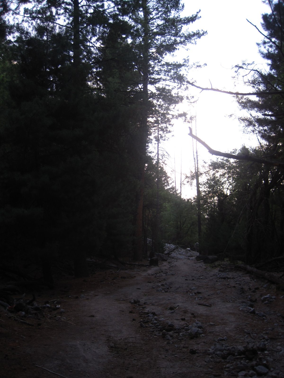 Hikers on the forest trail from Tato village up to Fairy Meadows, Pakistan.